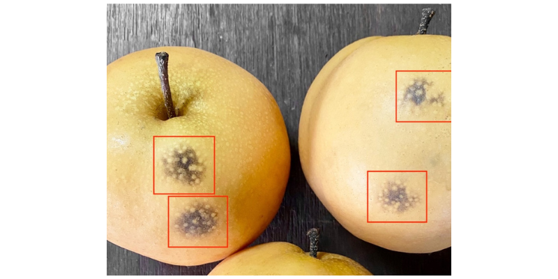 NG体育·(中国)官方网站-NG SPORT